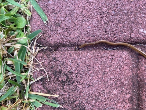 Hammerhead worm, invasive species